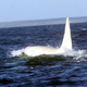 Illustration for article titled This Is the Worlds First Adult White Killer Whale